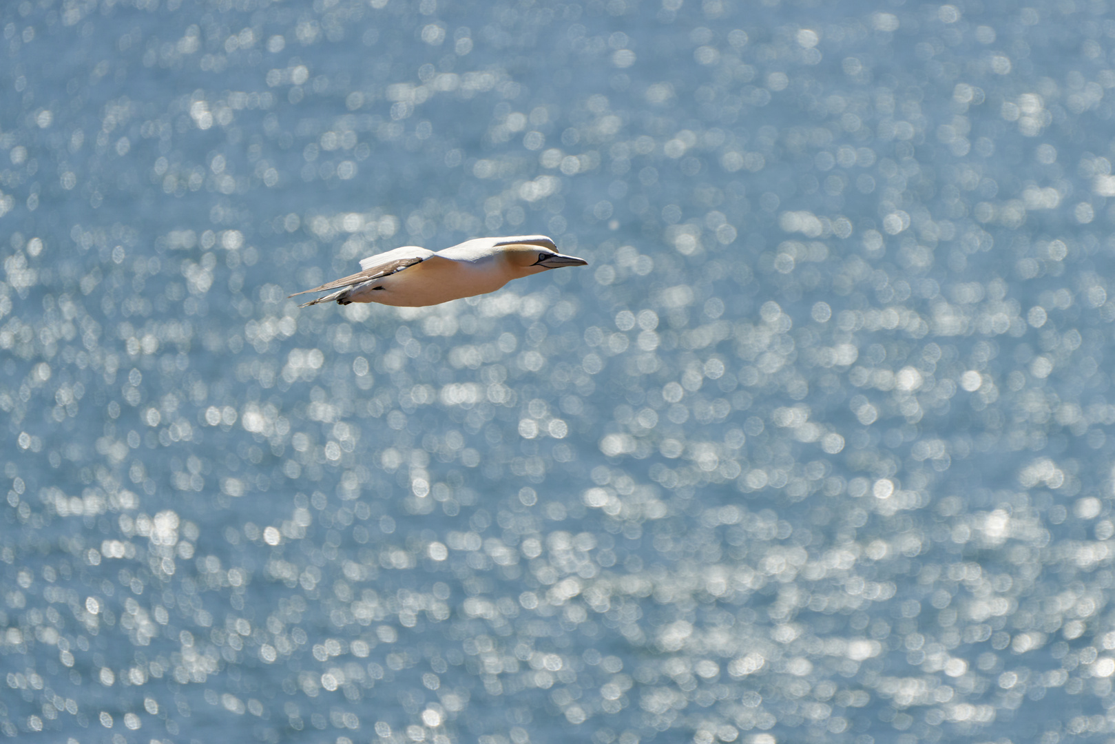 Basstölpel vor Helgoland