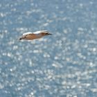 Basstölpel vor Helgoland