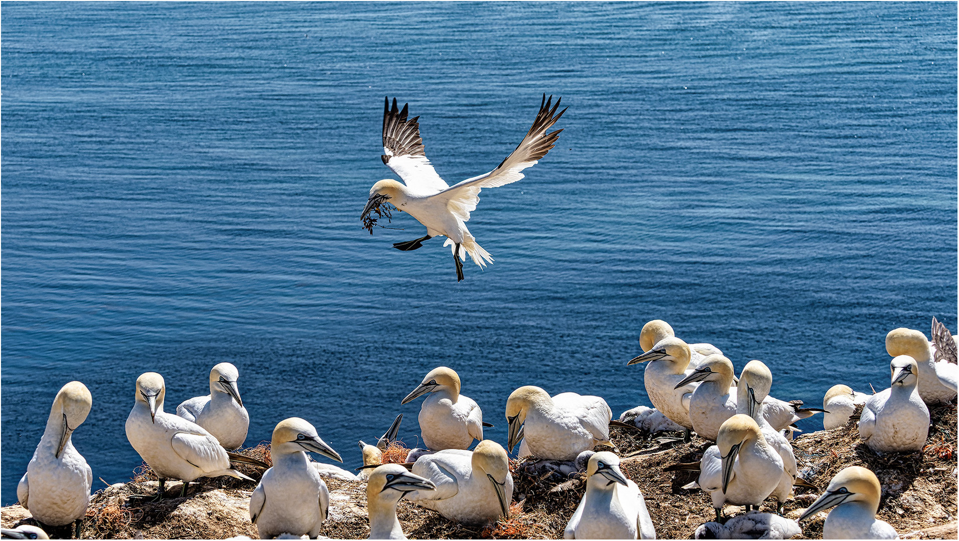 Basstölpel vor Helgoland