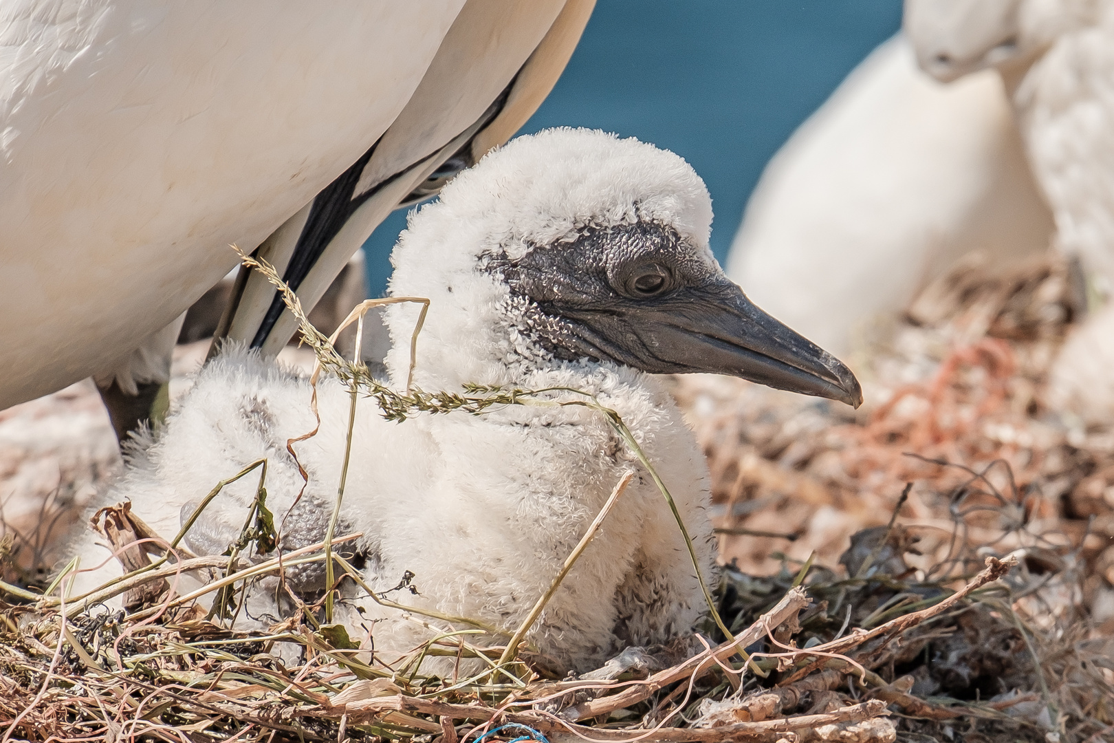 Basstölpel vor Helgoland II