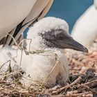 Basstölpel vor Helgoland II