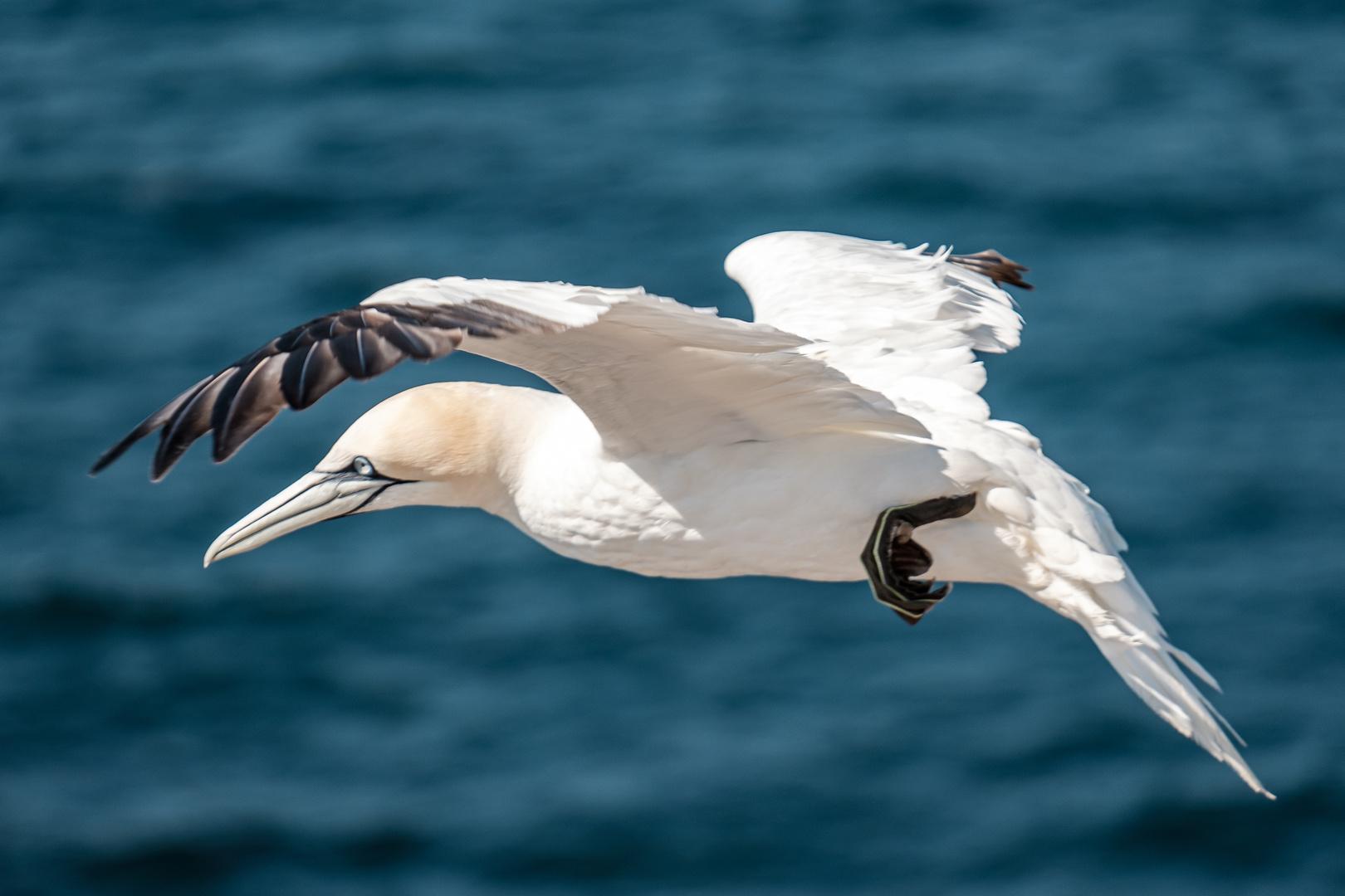 Basstölpel vor Helgoland II