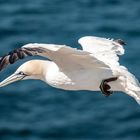 Basstölpel vor Helgoland II