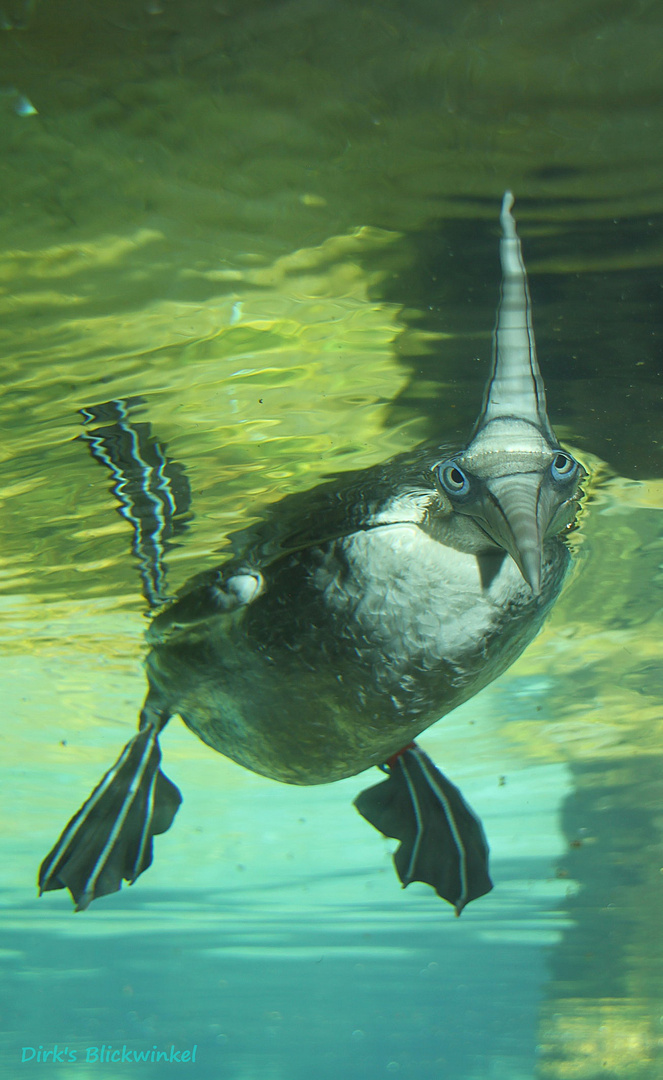 Basstölpel - Zoo am Meer