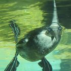 Basstölpel - Zoo am Meer