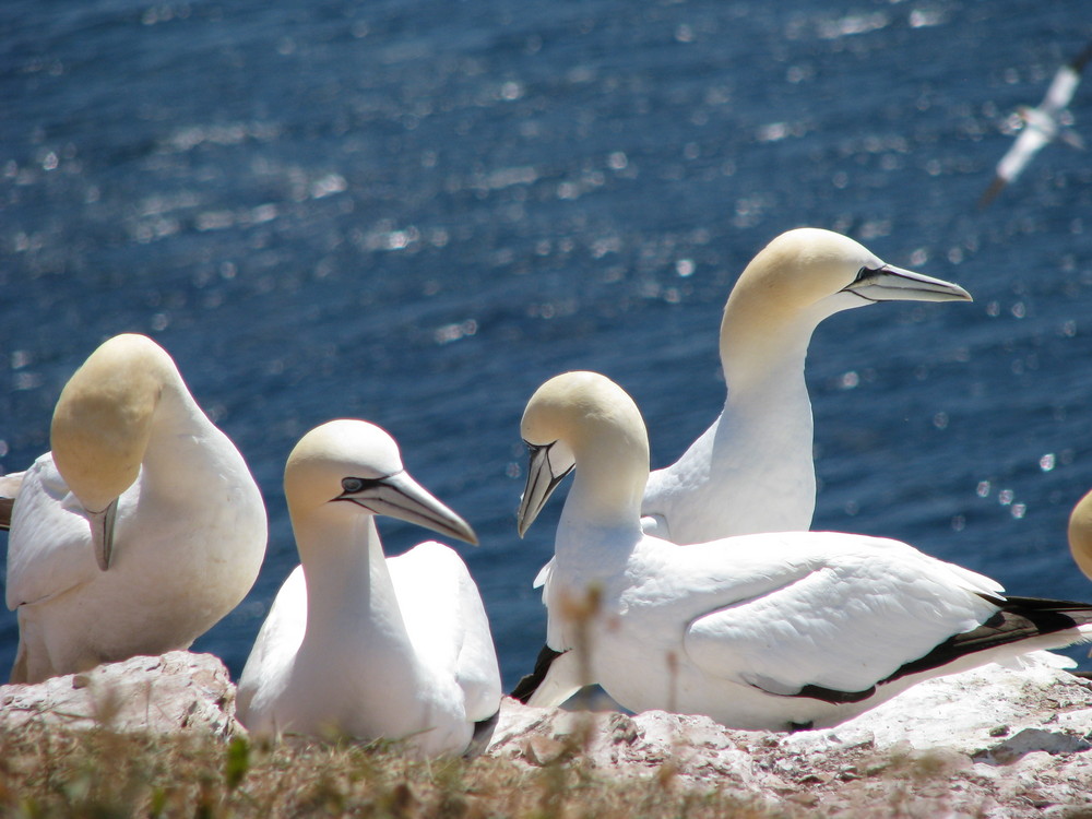 Basstölpel2 auf Helgoland