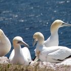 Basstölpel2 auf Helgoland