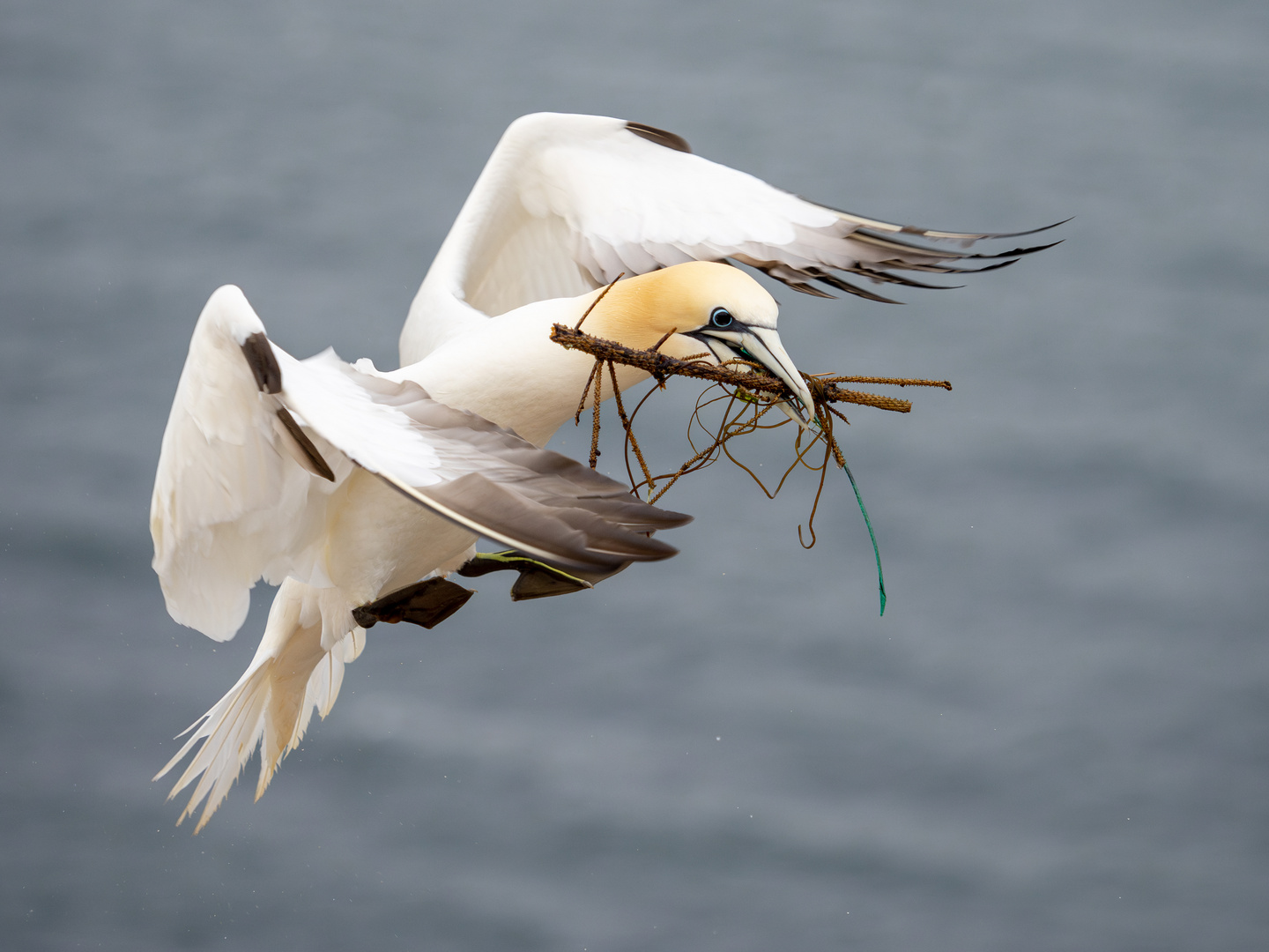 Basstölpelanflug!