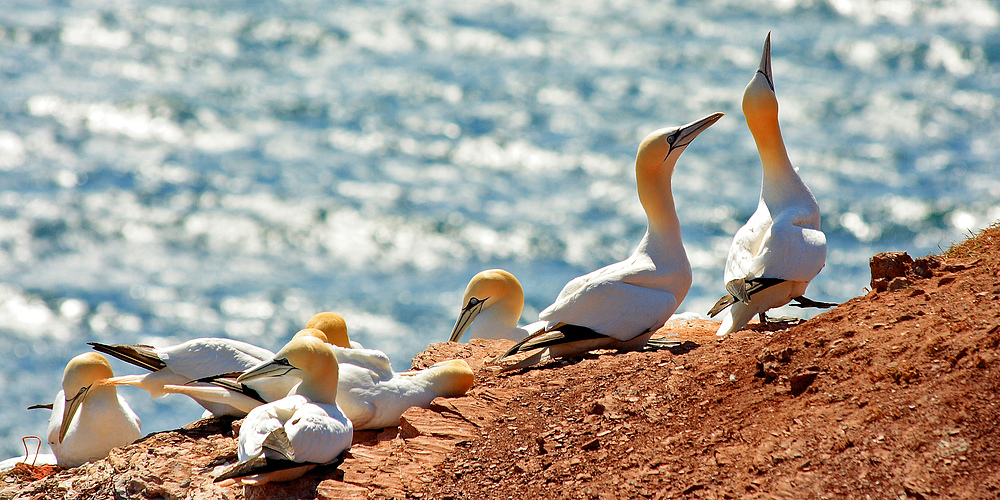 Basstölpelkolonie auf dem Lummenfelsen auf Helgoland