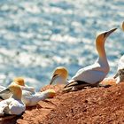 Basstölpelkolonie auf dem Lummenfelsen auf Helgoland