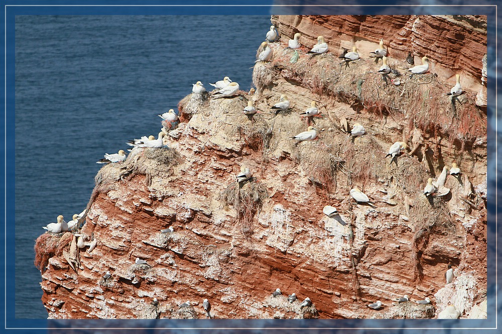 Basstölpelkolonie Helgoland