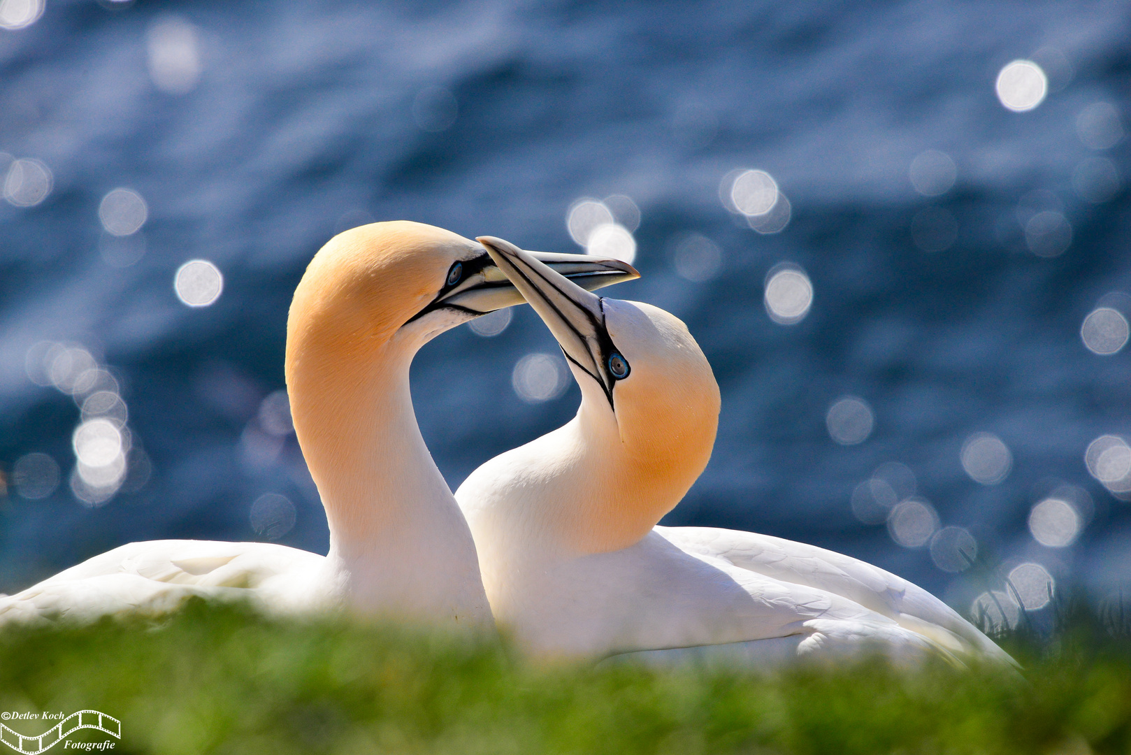 Basstölpelliebe_Helgoland_042018 (2 von 18)