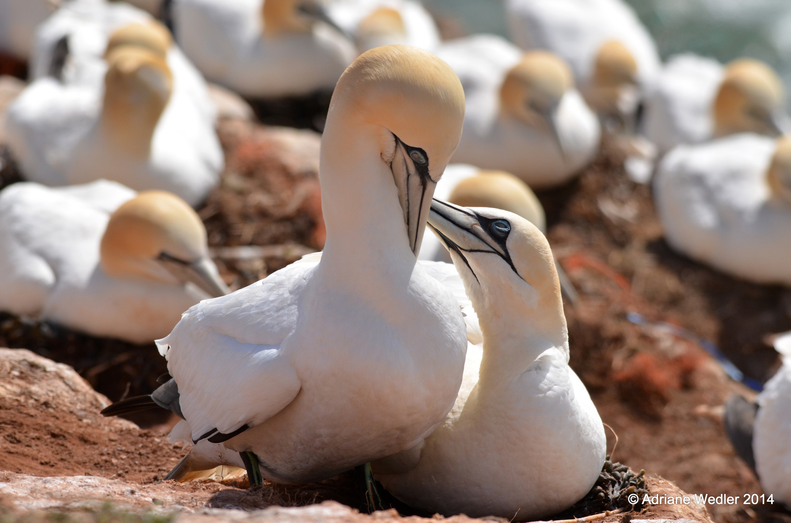 Basstölpelpaar auf Helgoland