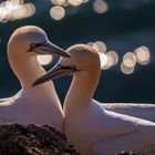 Basstölpelpärchen in der untergehenden Sonne