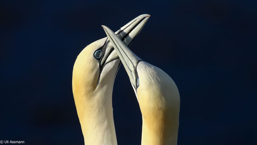 Basstölpelportrait