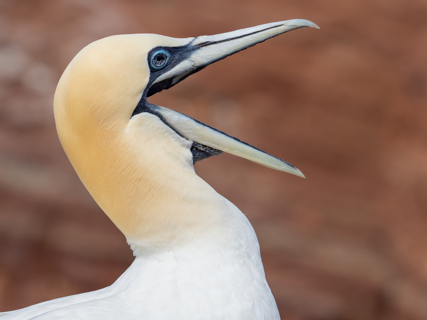 Basstölpelportrait