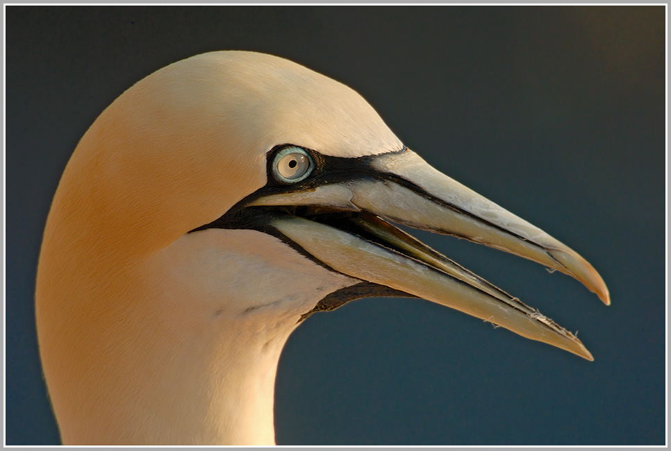 Baßtölpelportrait