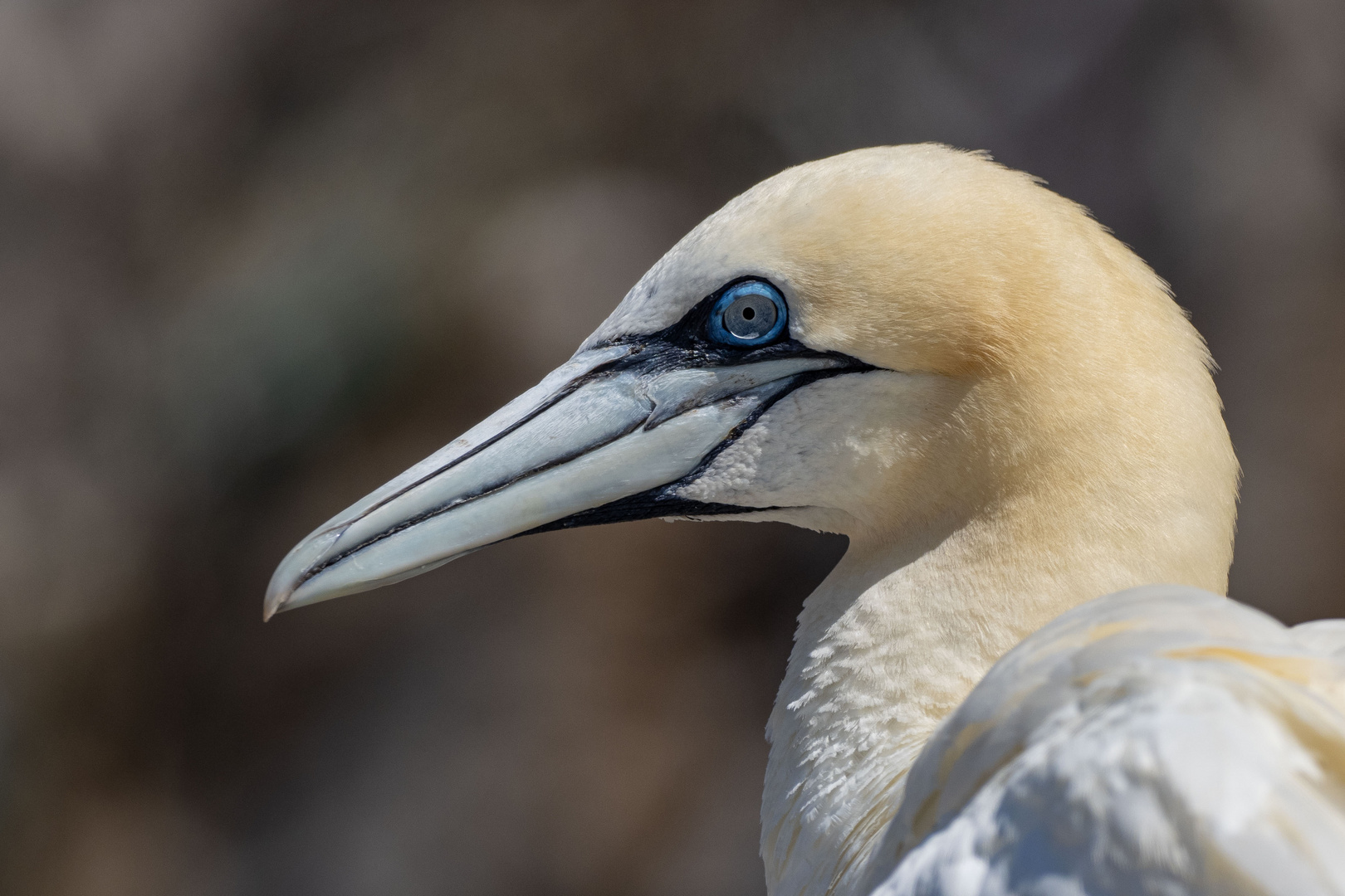 Basstölpelportrait