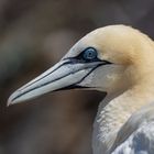 Basstölpelportrait