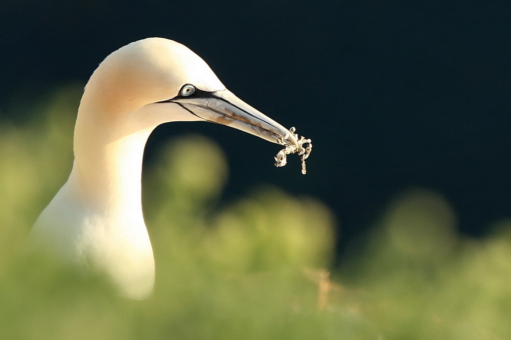 Basstölpelportrait (Sula bassana)