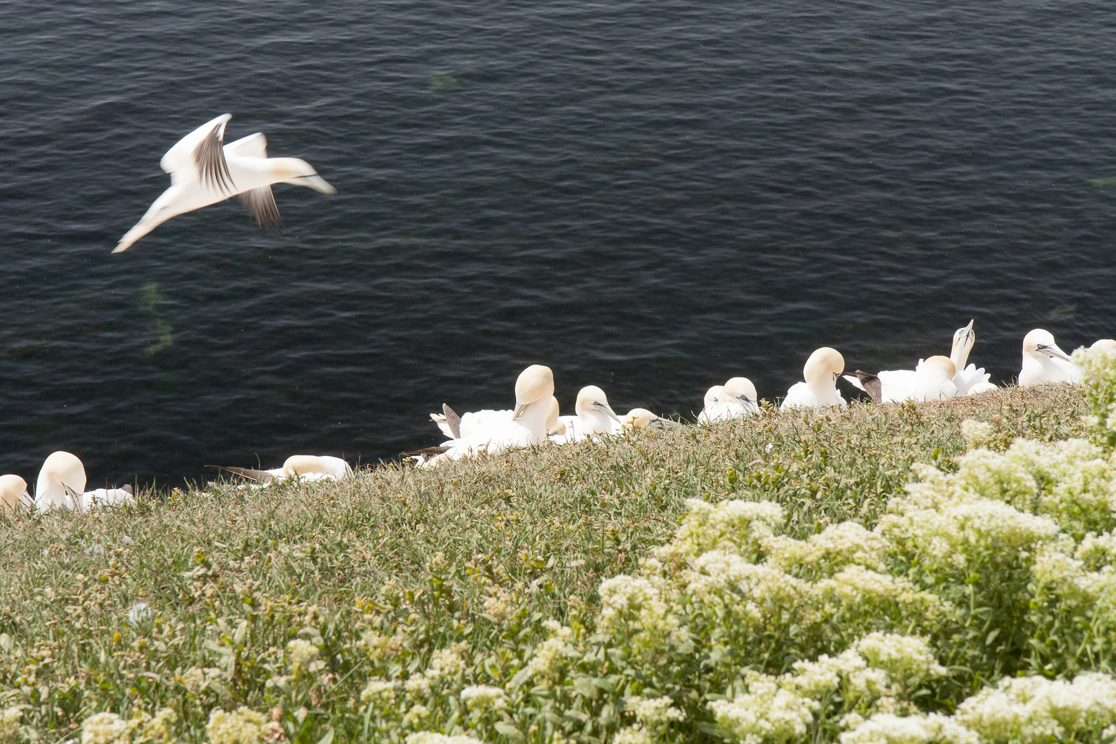 Basstöpel auf dem Lummenfelsen auf Helgoland (3)