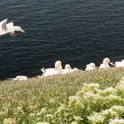 Basstöpel auf dem Lummenfelsen auf Helgoland (3)