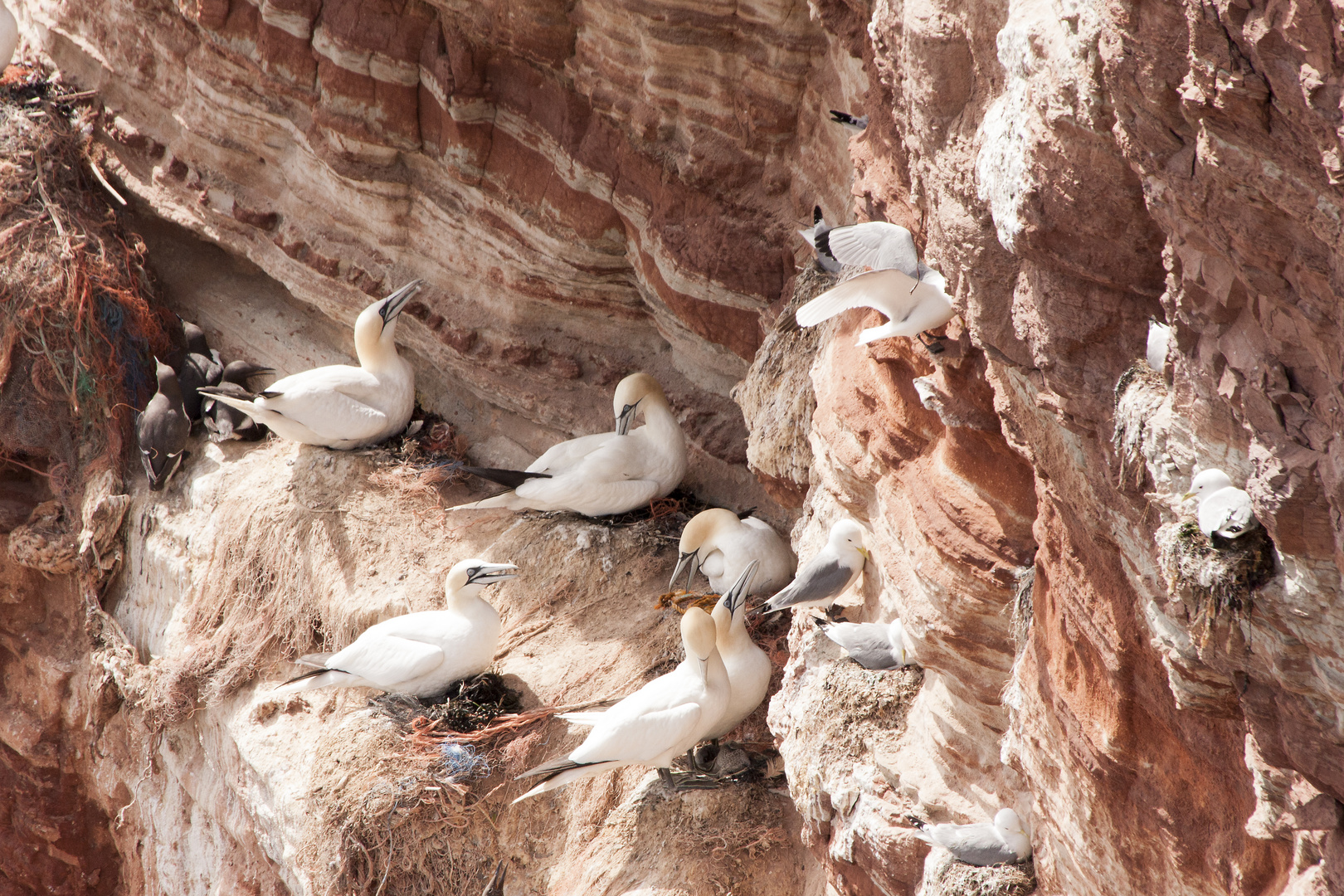 Basstöpel auf dem Lummenfelsen auf Helgoland