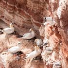 Basstöpel auf dem Lummenfelsen auf Helgoland