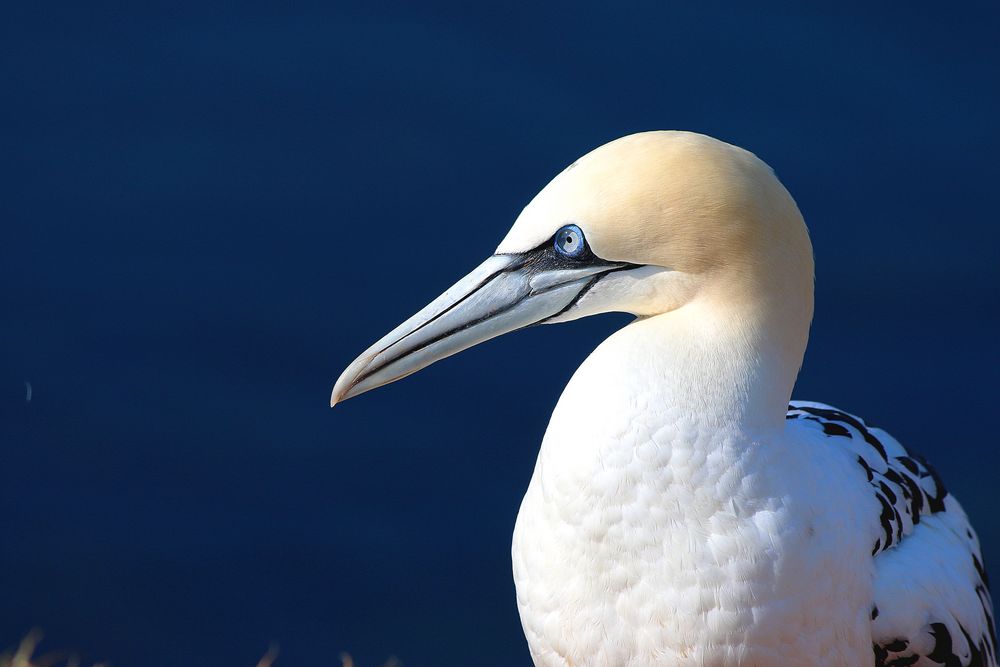 Basstöpel auf Helgoland