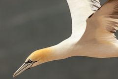 Basstöpel Portrait im Flug