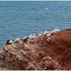 Basstöpel und Silbermöwen auf Helgoland