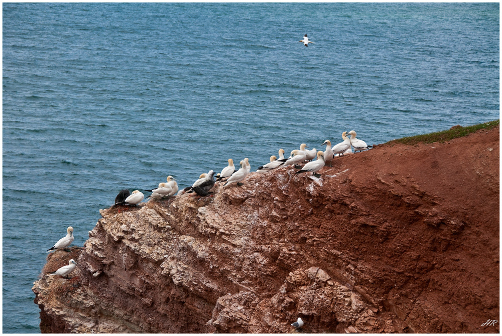 Basstöpel und Silbermöwen auf Helgoland