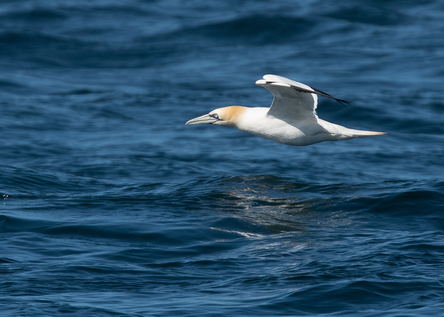 Basstöpel vor den Sept Iles in der Bretagne