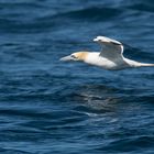 Basstöpel vor den Sept Iles in der Bretagne