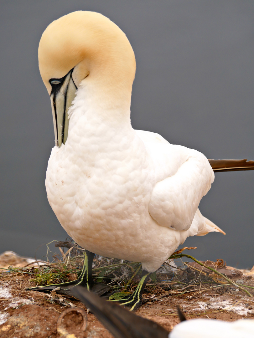 Bassto?lpel auf Helgoland-22.06.2022