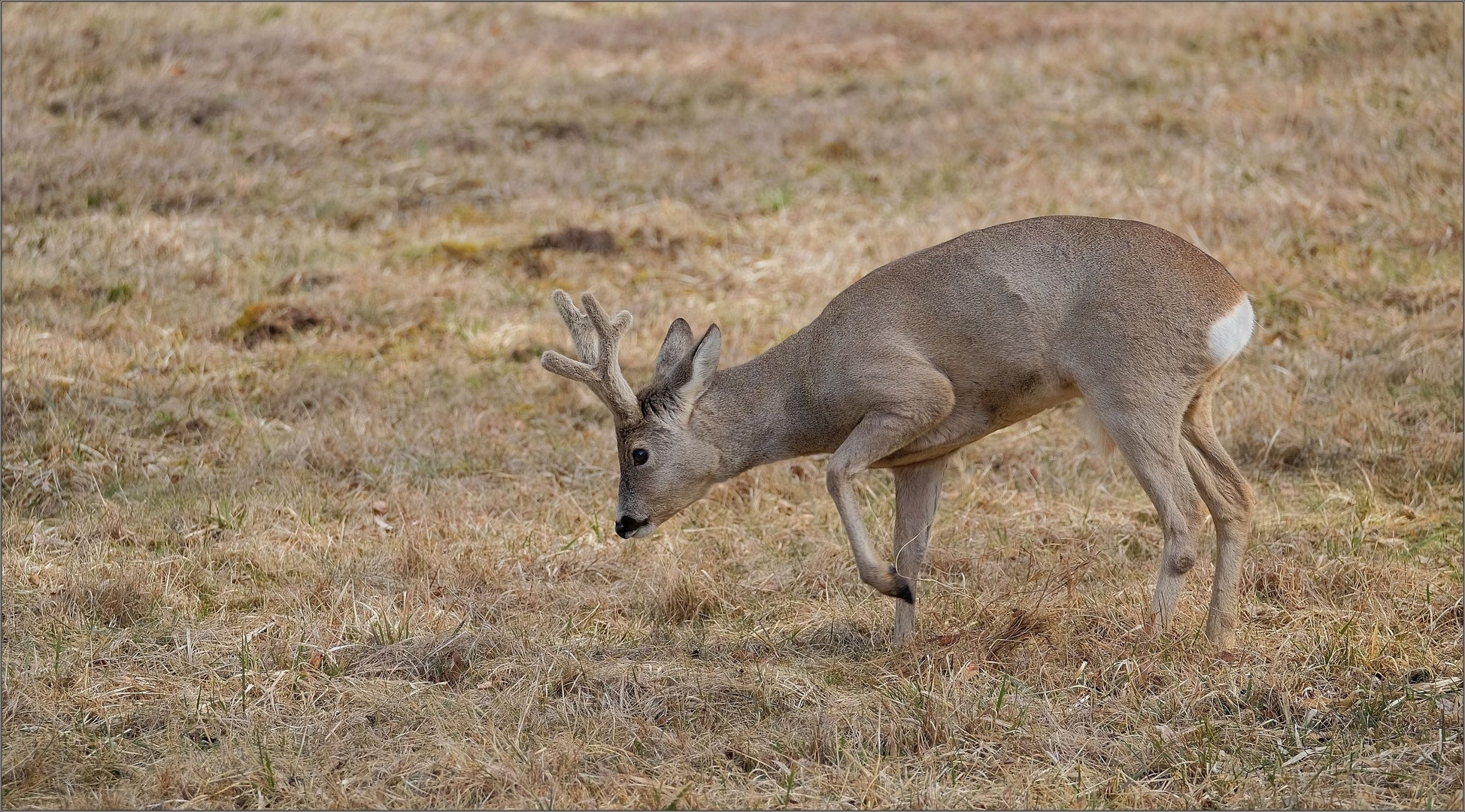 bast-bock