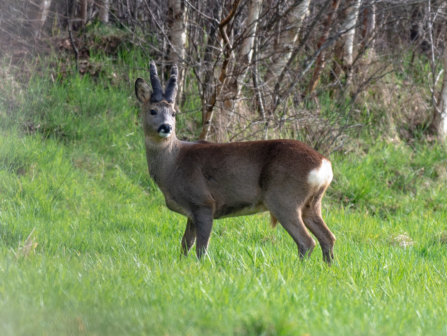 Bast Bock