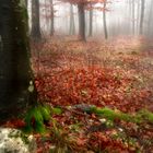 Basta nebbia ...