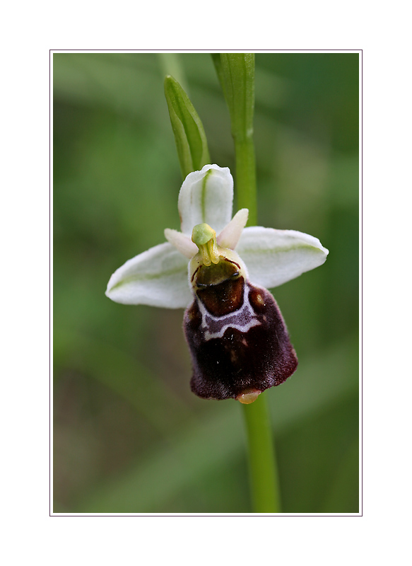 Bastard Hummel X ???