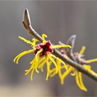 Bastard Zaubernuss (Hamamelis x intermedia Rehd (H.japonica x mollis).