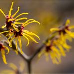 Bastard Zaubernuss (Hamamelis x intermedia Rehd (H.japonica x mollis)