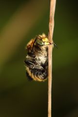 Bastardbiene - Anthidium byssinum - Männchen