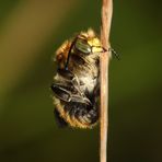 Bastardbiene - Anthidium byssinum - Männchen