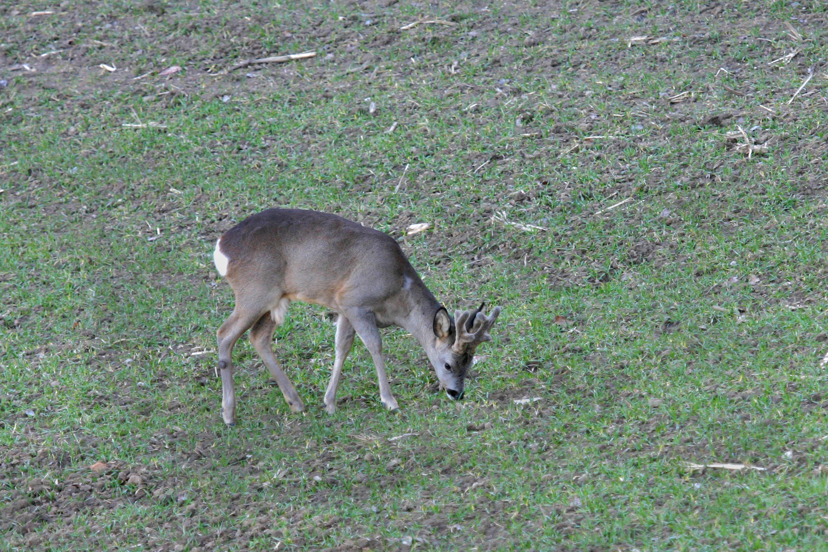 Bastbock