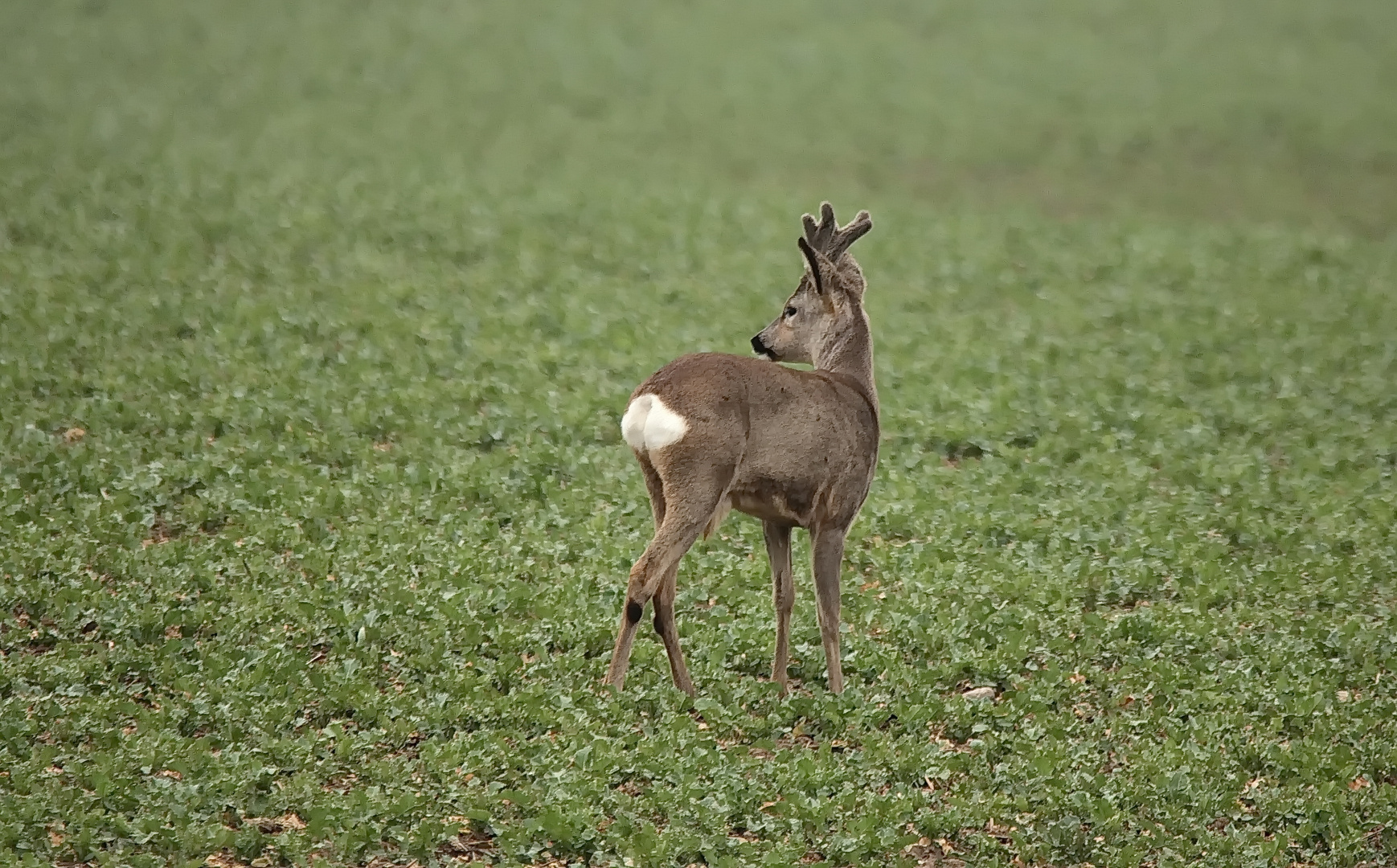 Bastbock