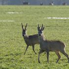 Bastböcke (Capreolus capreolus)