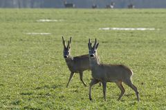 Bastböcke (Capreolus capreolus)