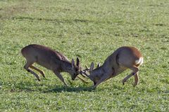 Bastböcke (Capreolus capreolus)  : Und hoch die Hinterläufe!