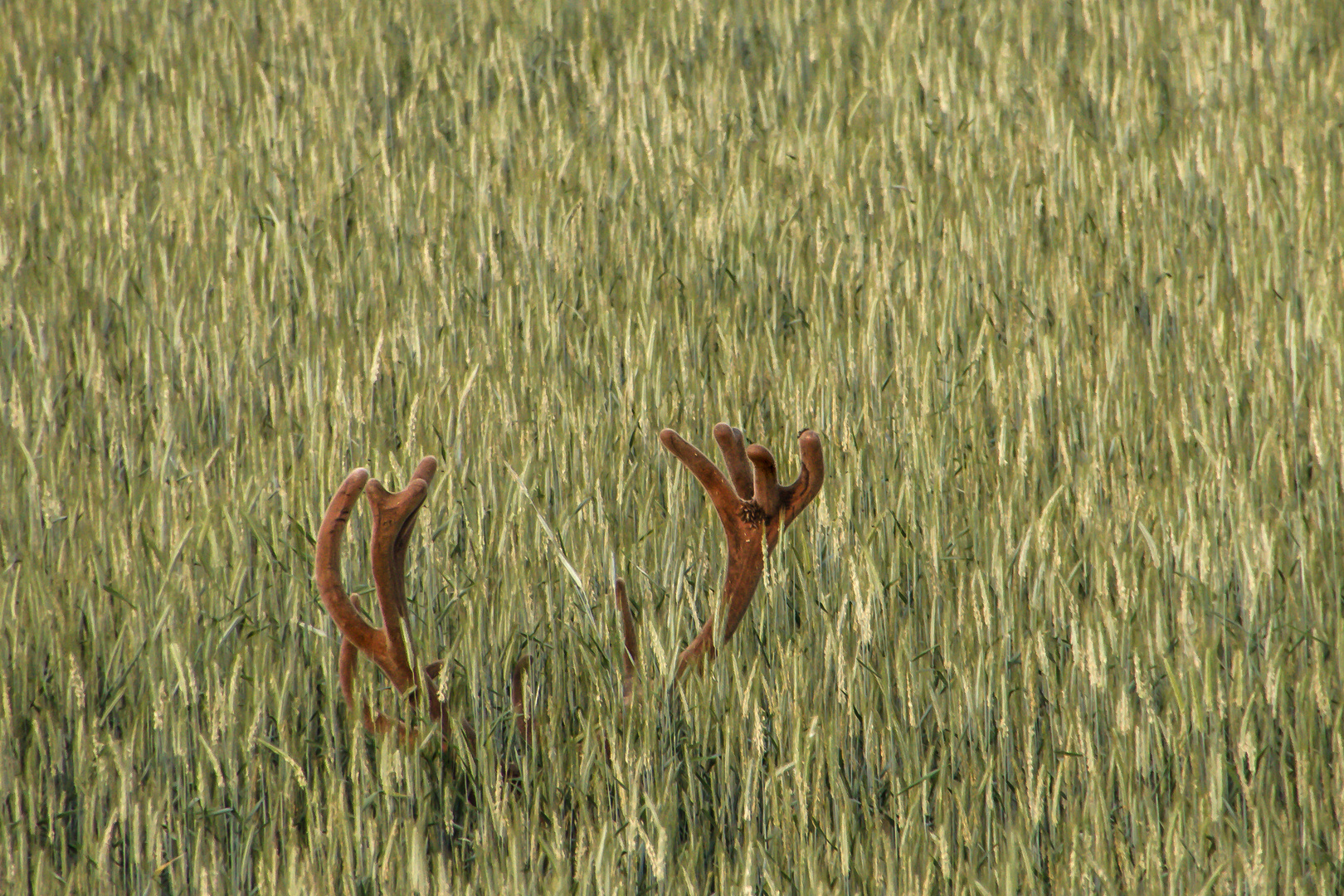 Bastgeweih eines Rothirsches 