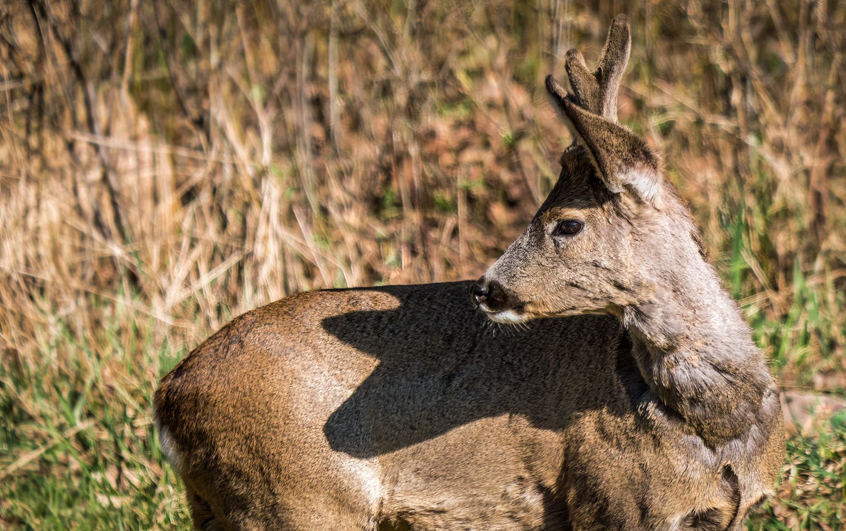 "BASTI" der Bock